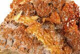 Top-Quality, Deep Red Vanadinite Crystals on Barite - Morocco #291088-1